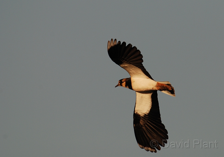 Lapwing in flight - A.jpg - Lapwing in flight - Norfolk